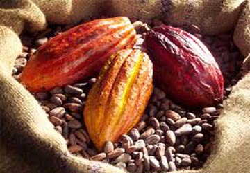 Fuite du cacao vers le Ghana : Un véhicule militaire épinglé avec 6 tonnes de cacao