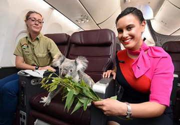 Vol Qantas Airways : quatre koalas en première classe